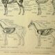 Lithographie ancienne 1921 - Cheval 1 par M. Dessertenne - équitation