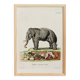 Poster on "Asian Elephant", after an old engraving from 1774.