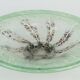 Magnifique grand bol en verre Art déco Ikora de WMF, Karl Wiedmann, années 1930, vert et