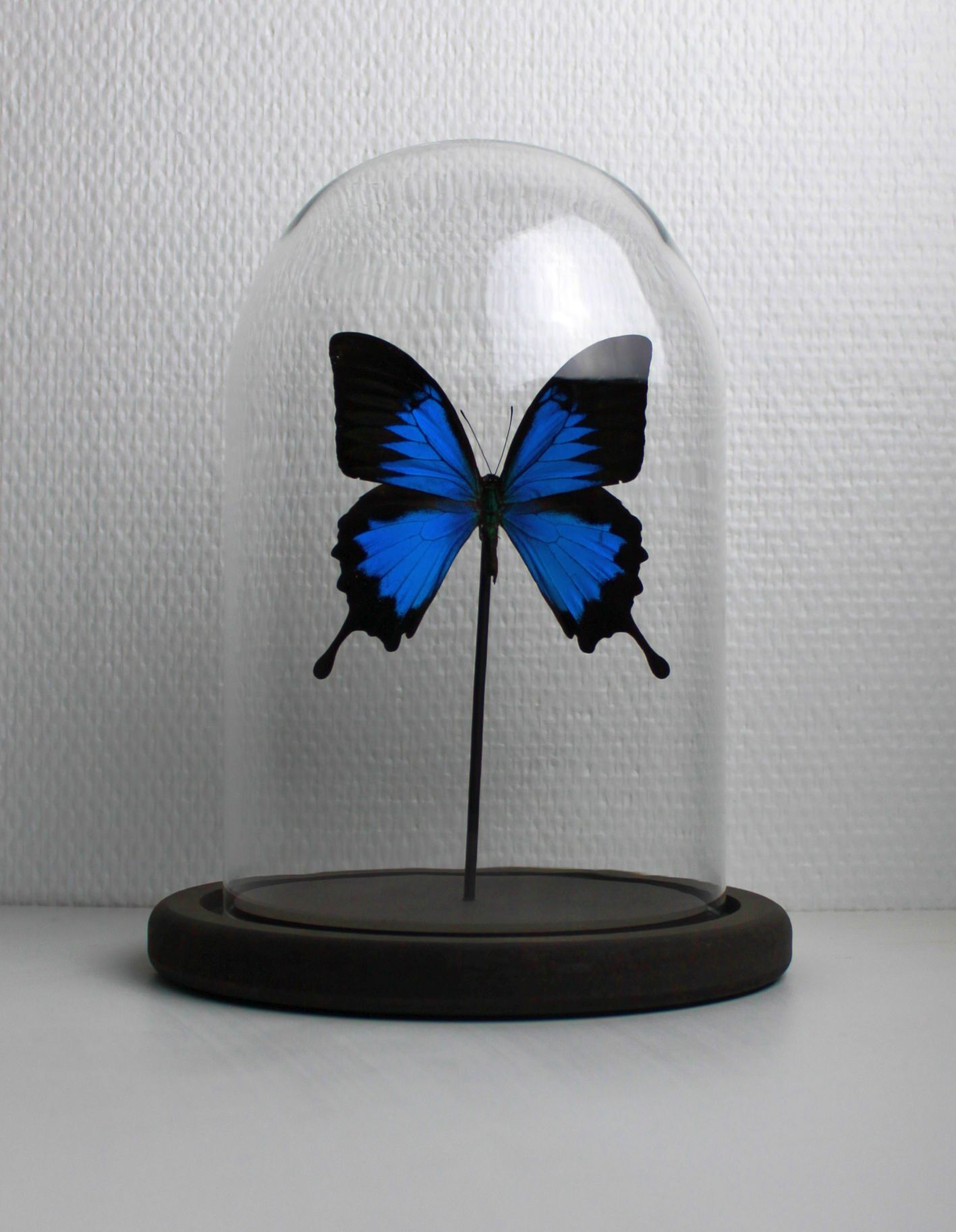 Butterfly under globe