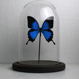 Butterfly under globe