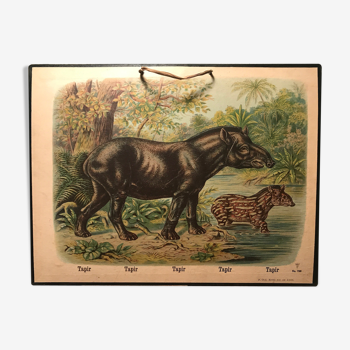 Old school poster tapir
