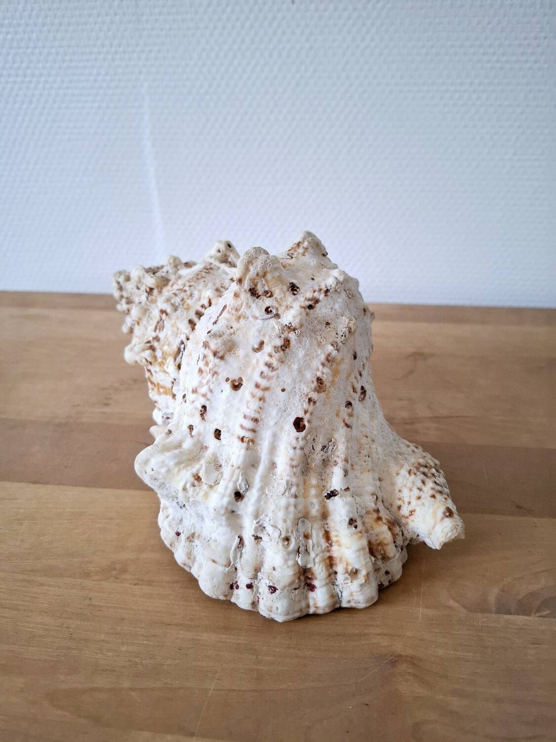 Large vintage conch