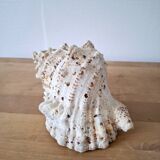 Large vintage conch
