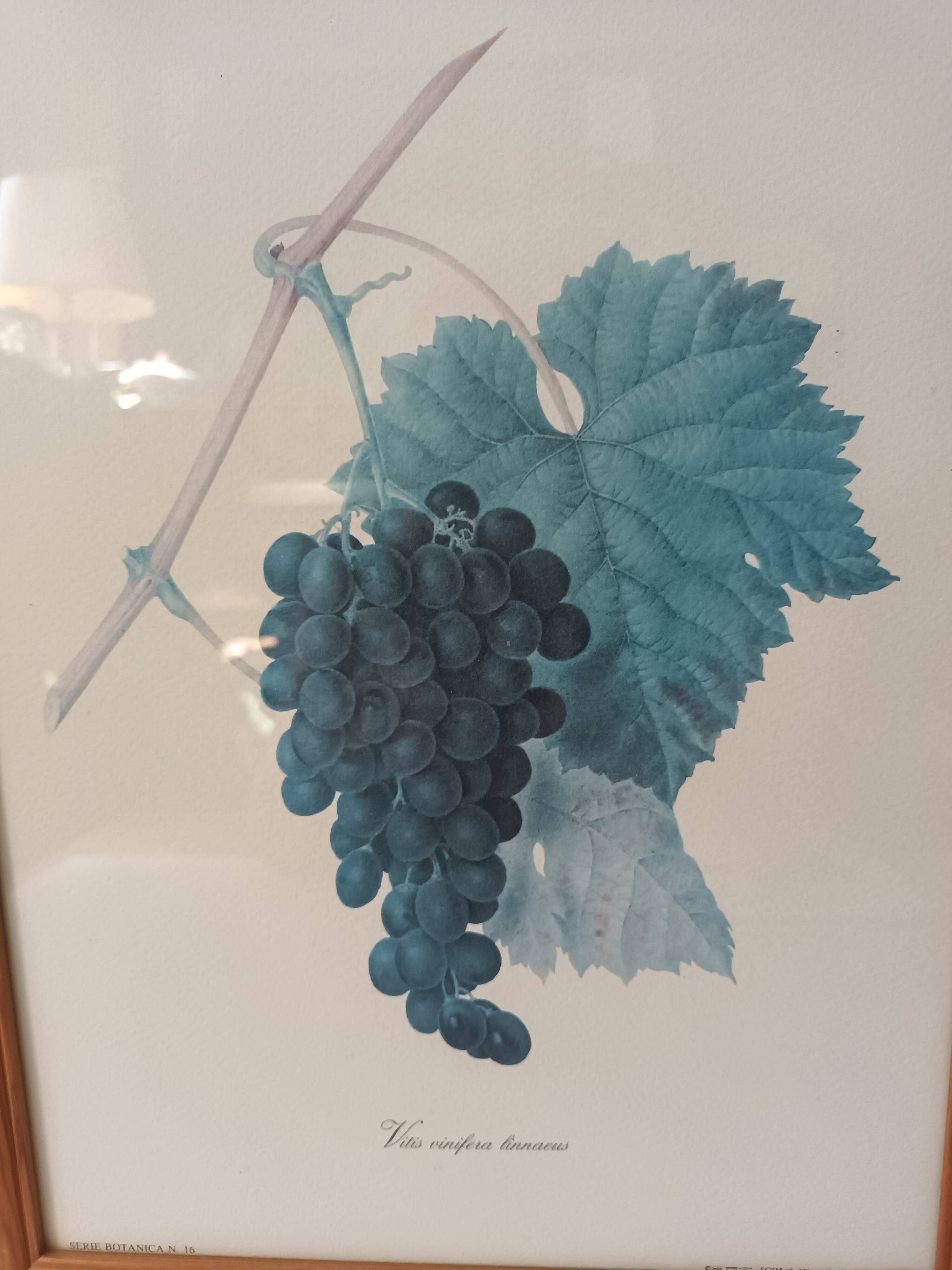 Botanical lithographs bunch of grapes