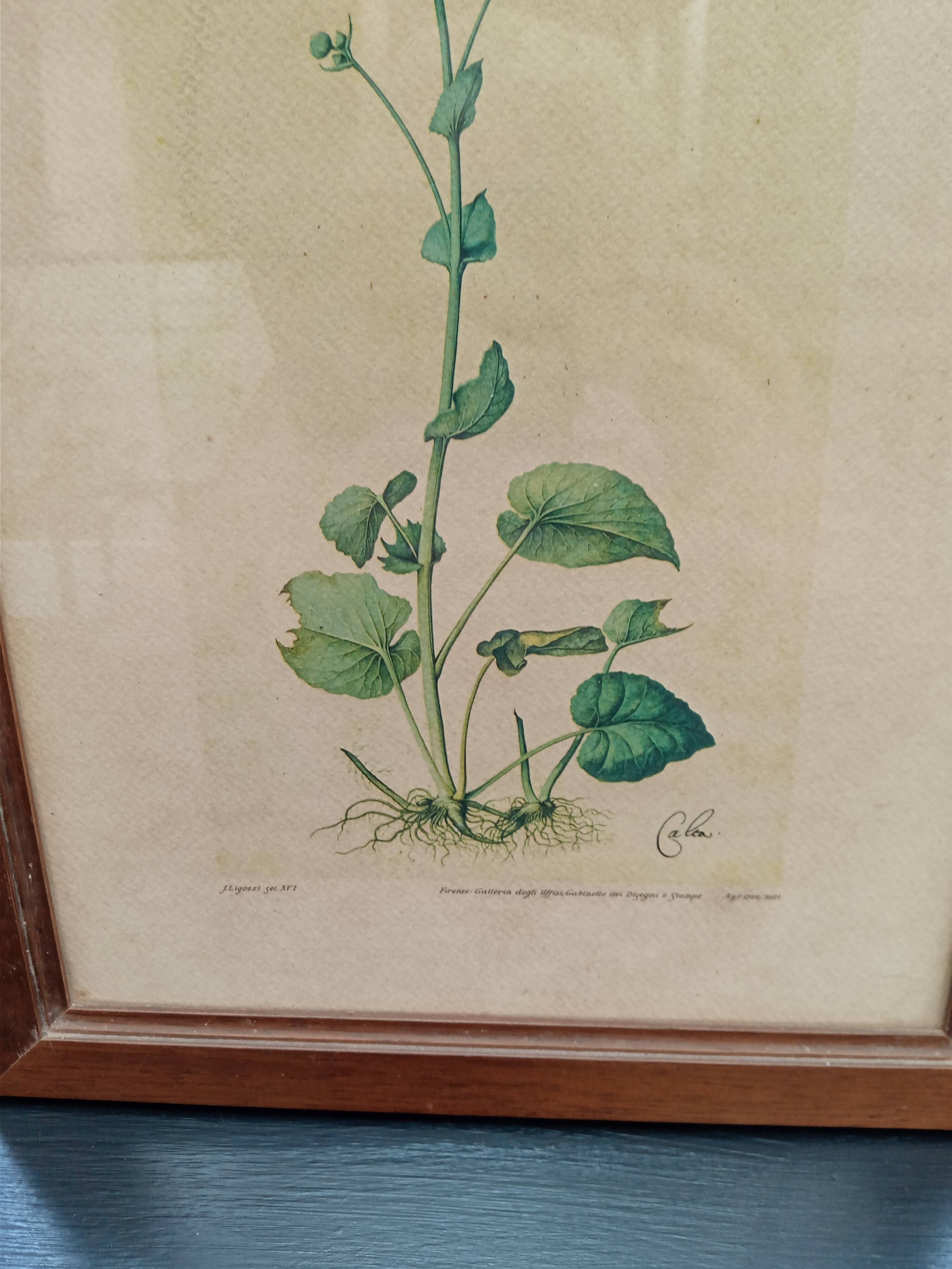 Botanical plate