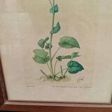 Botanical plate