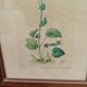 Botanical plate