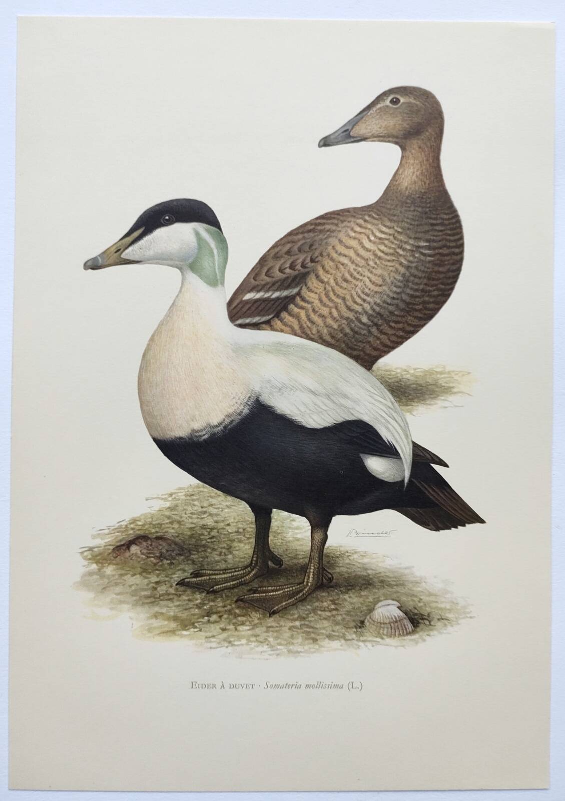 Bird board 60s - Common eider - Vintage ornithological illustration