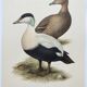 Bird board 60s - Common eider - Vintage ornithological illustration