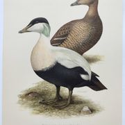Bird board 60s - Common eider - Vintage ornithological illustration