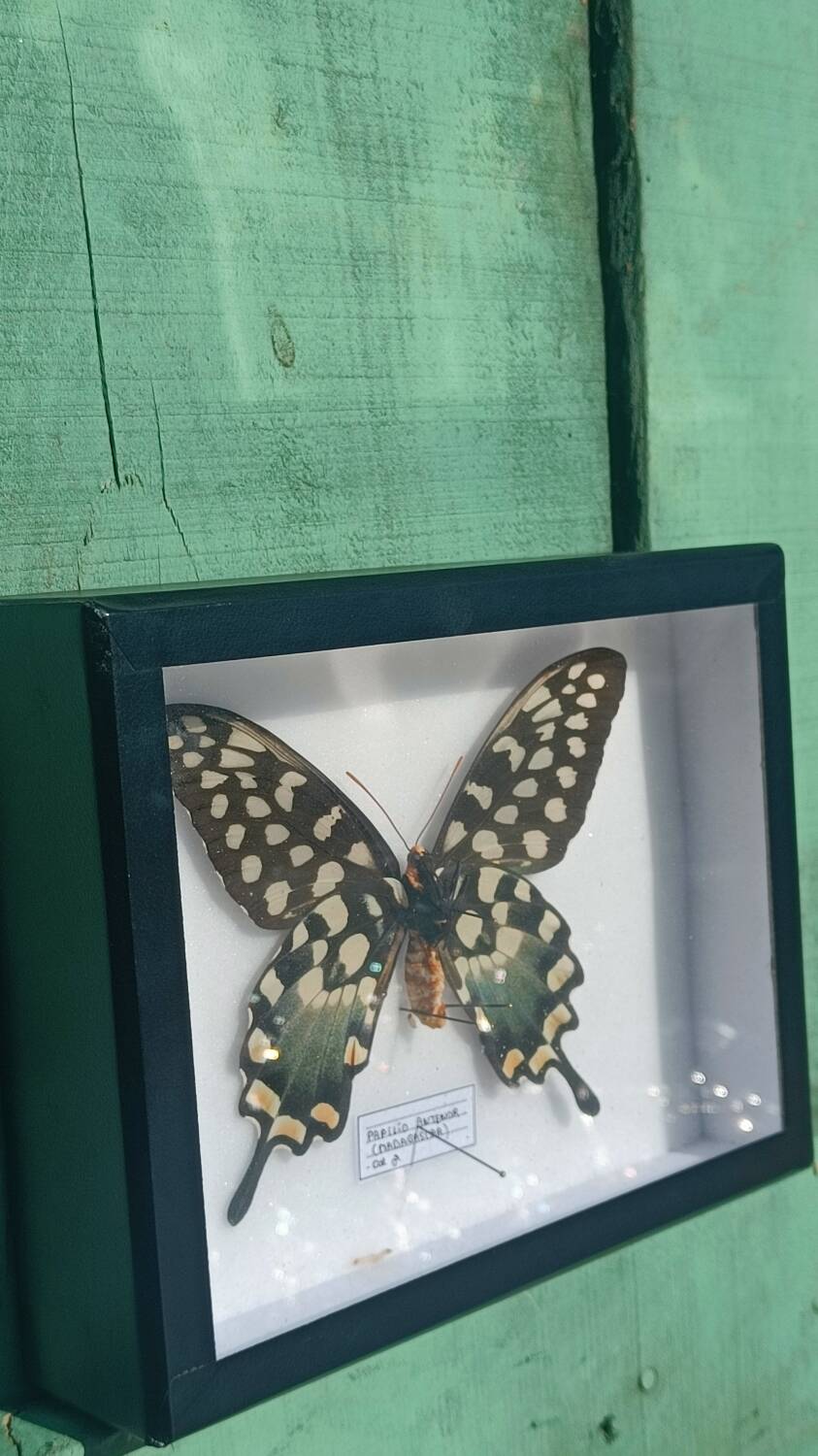 Papillon Antenor de Madagascar