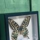 Papillon Antenor de Madagascar