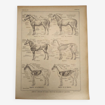 Original engraving from 1922 - Horse (1) - Old anatomy board