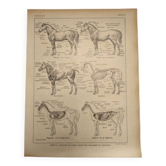 Original engraving from 1922 - Horse (1) - Old anatomy board