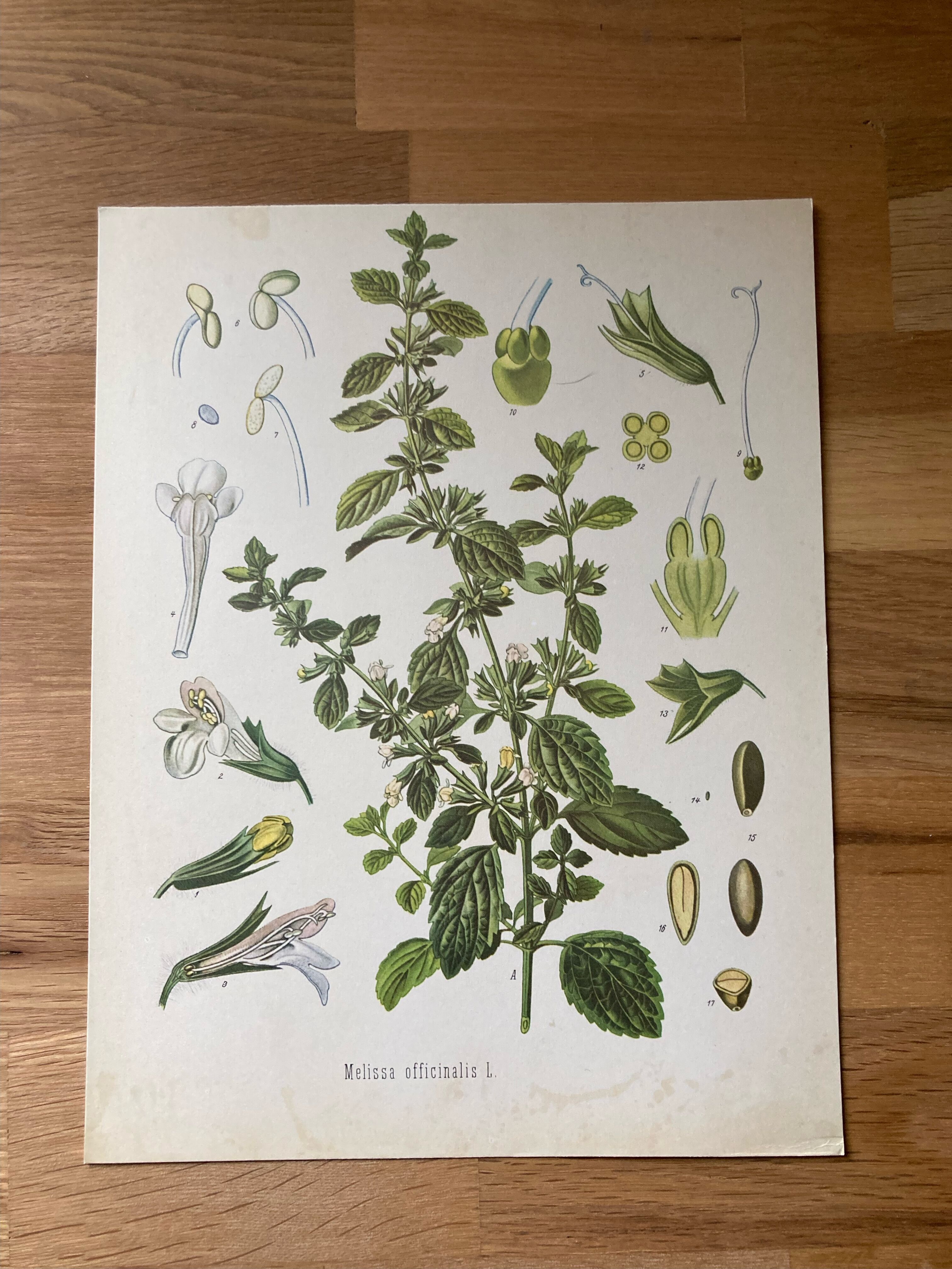 botanical poster La Mélisse or Citronnelle