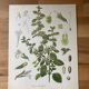 botanical poster La Mélisse or Citronnelle