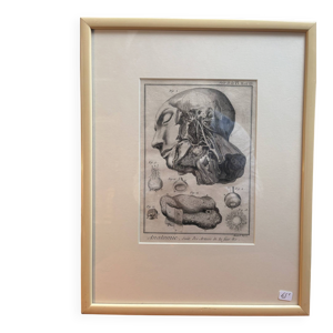 Ancien Estampe Gravure - bernard