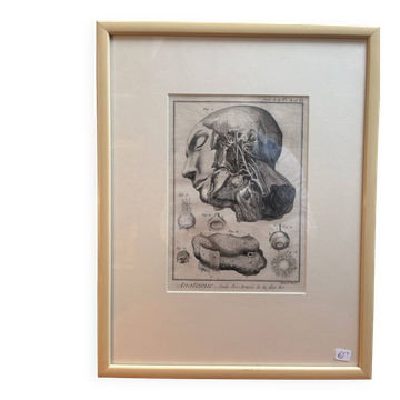 Ancien Estampe Gravure XIXème Encadrée Anatomie Artère Face Bernard Dixerit
