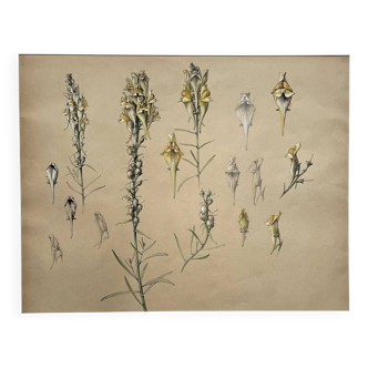 Marcel Corrette, Art Nouveau Floral Study of Common Toadflax, Watercolor