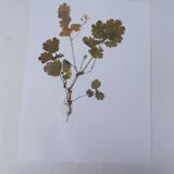 Set of 6 herbarium boards No.1