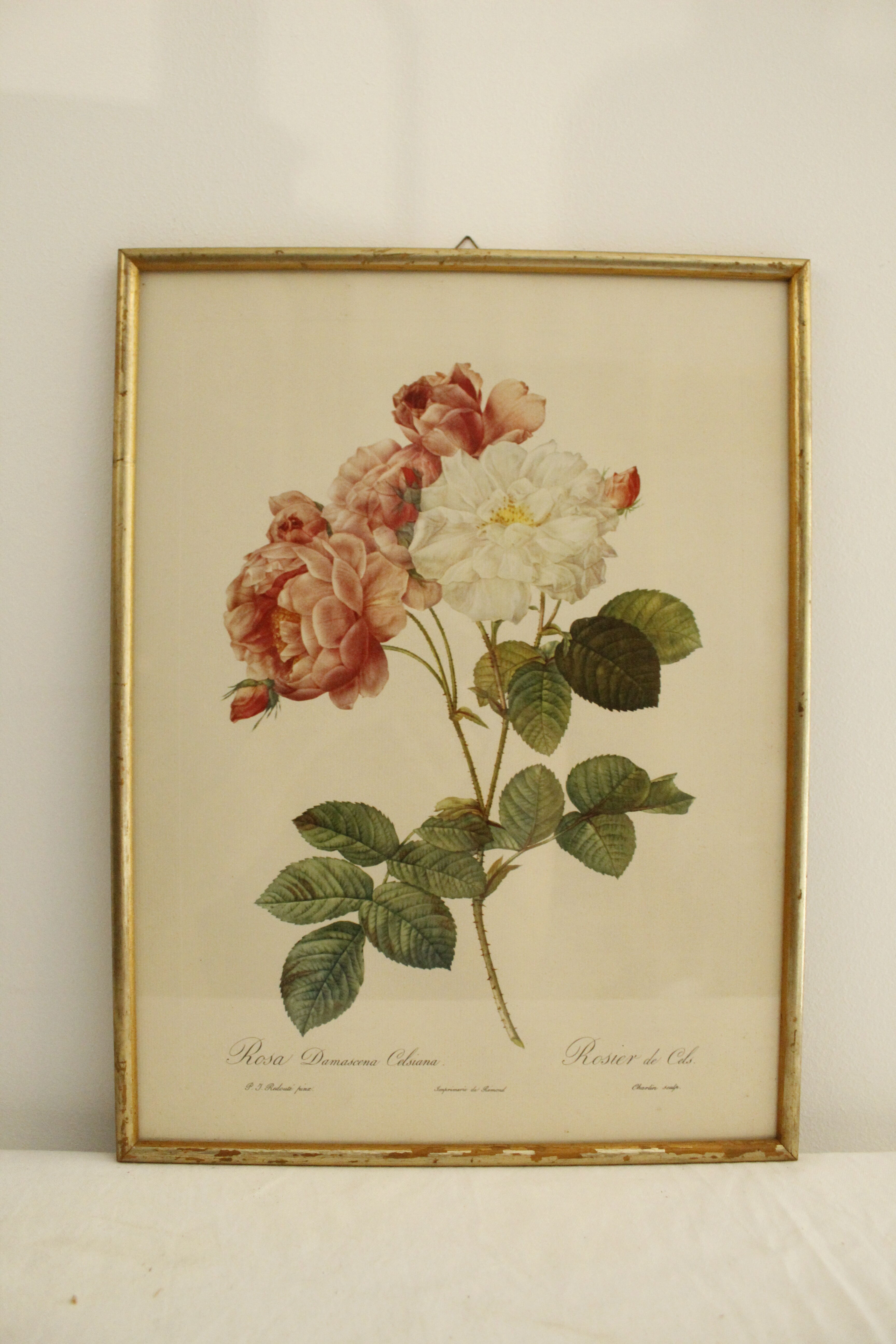Lithographie JP Redouté encadrée - Rosier de Cels