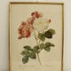 Lithographie JP Redouté encadrée - Rosier de Cels