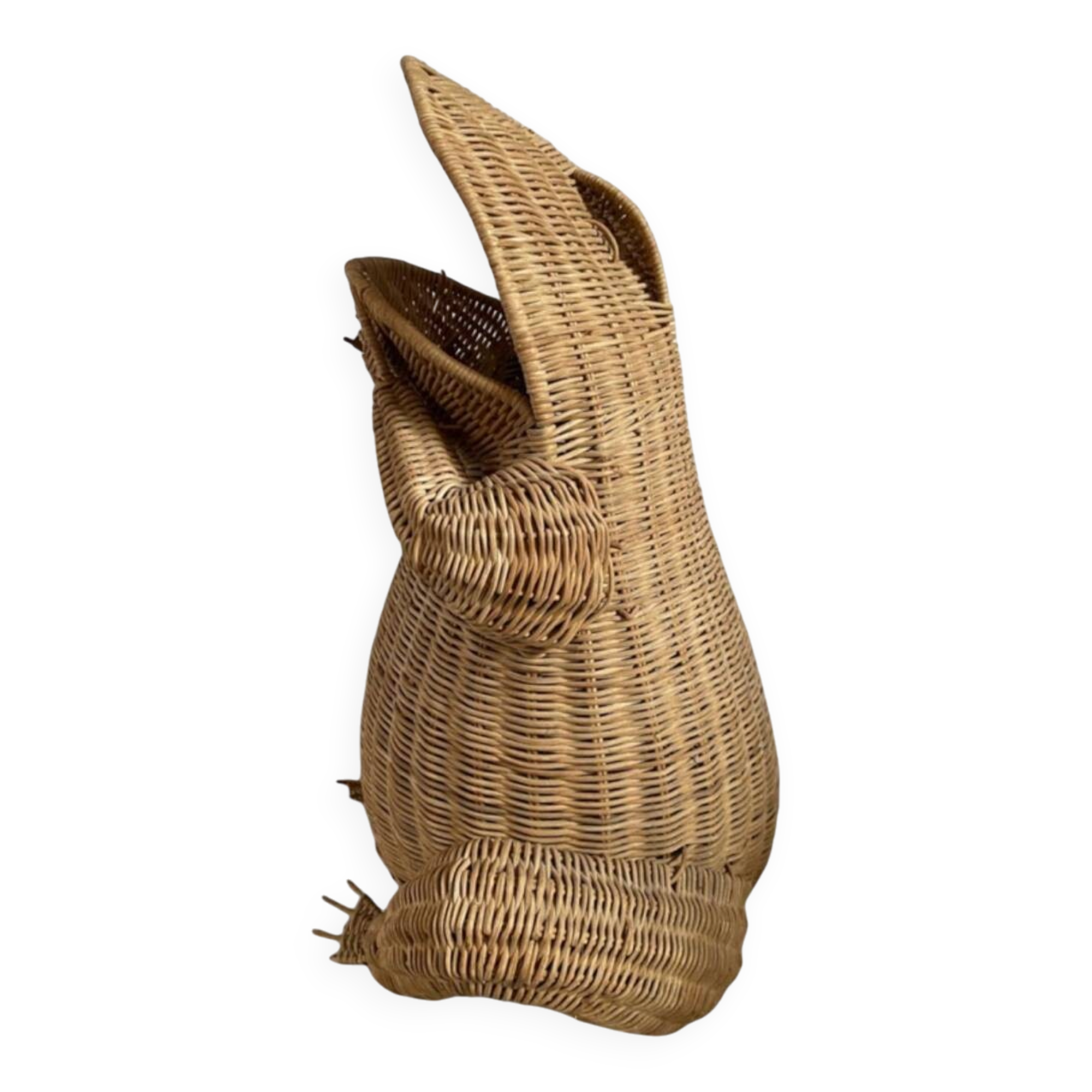 Willow frog Olivier Cajan