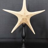 Cabinet of Curiosities starfish poraster superbus on base