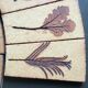 Carreaux herbier Roger Capron