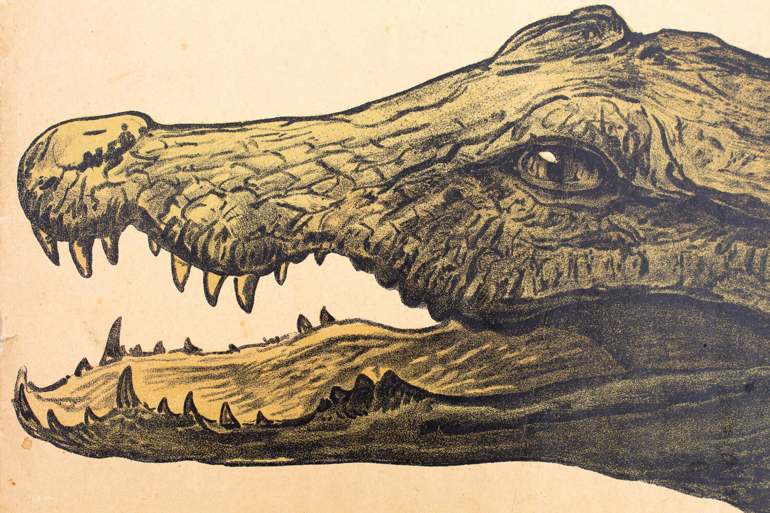 Displays educational crocodile 1893