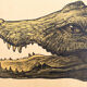 Displays educational crocodile 1893