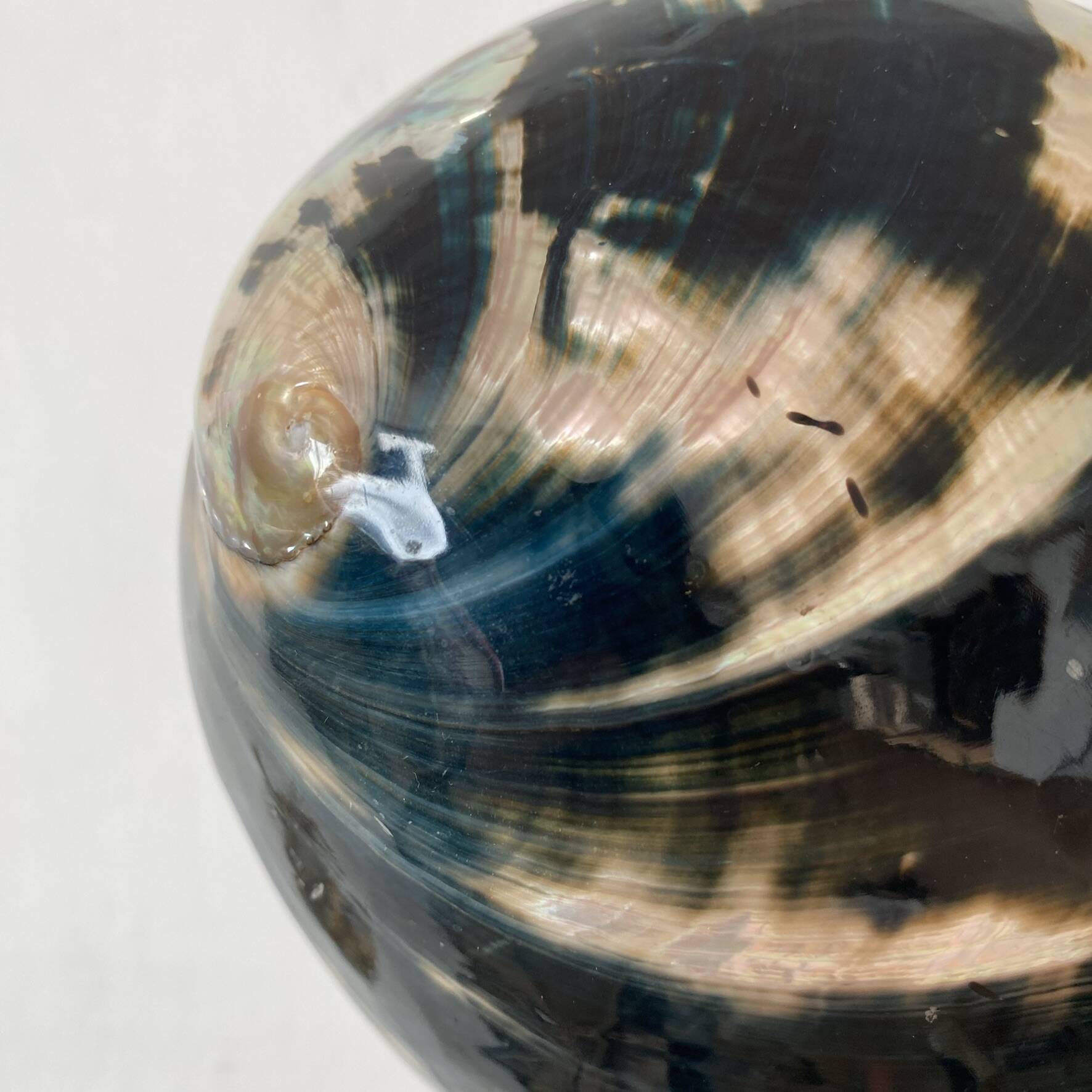 Polished abalone shell, catch-all or decorative object.