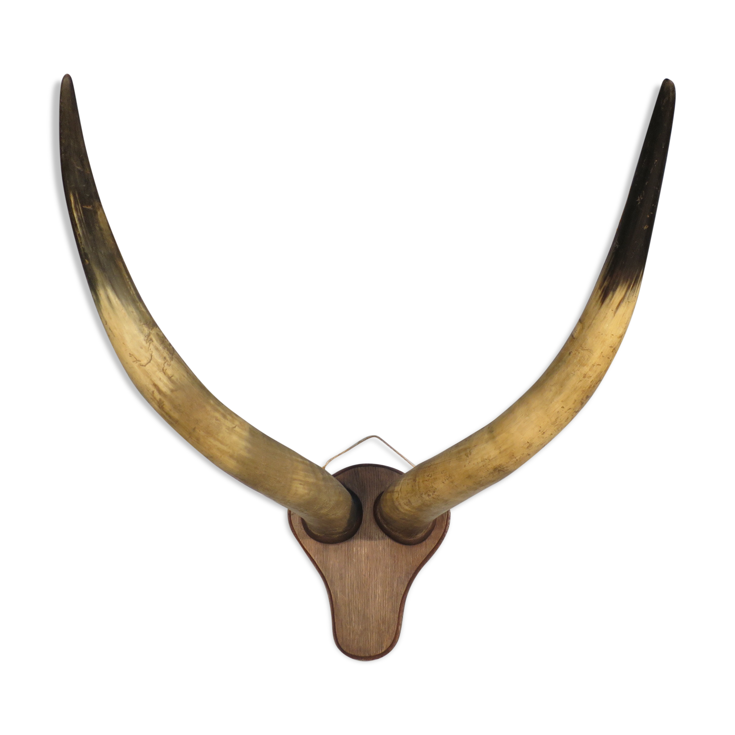 Trophy pair of horns