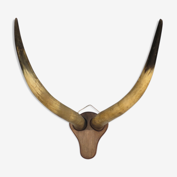 Trophy pair of horns