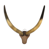 Trophy pair of horns