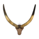Trophy pair of horns