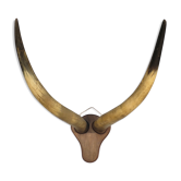Trophy pair of horns