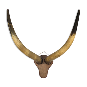 Trophy pair of horns