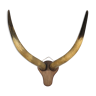 Trophy pair of horns