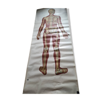 Affiche anatomique musée de Dresde