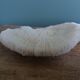corail champignon Fungia et Mussismilia corail cerveau