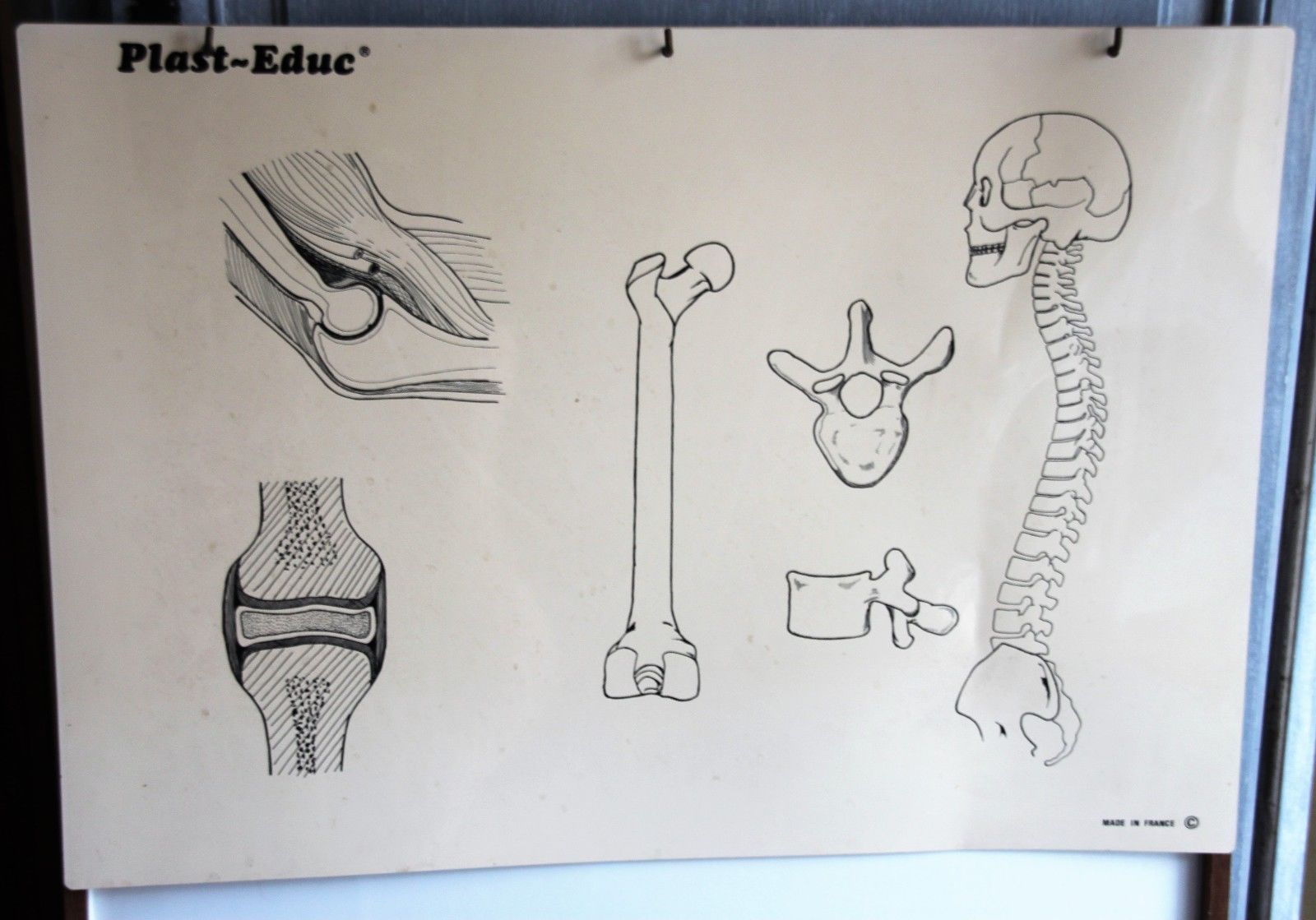 Boards of the human body medicine or school
