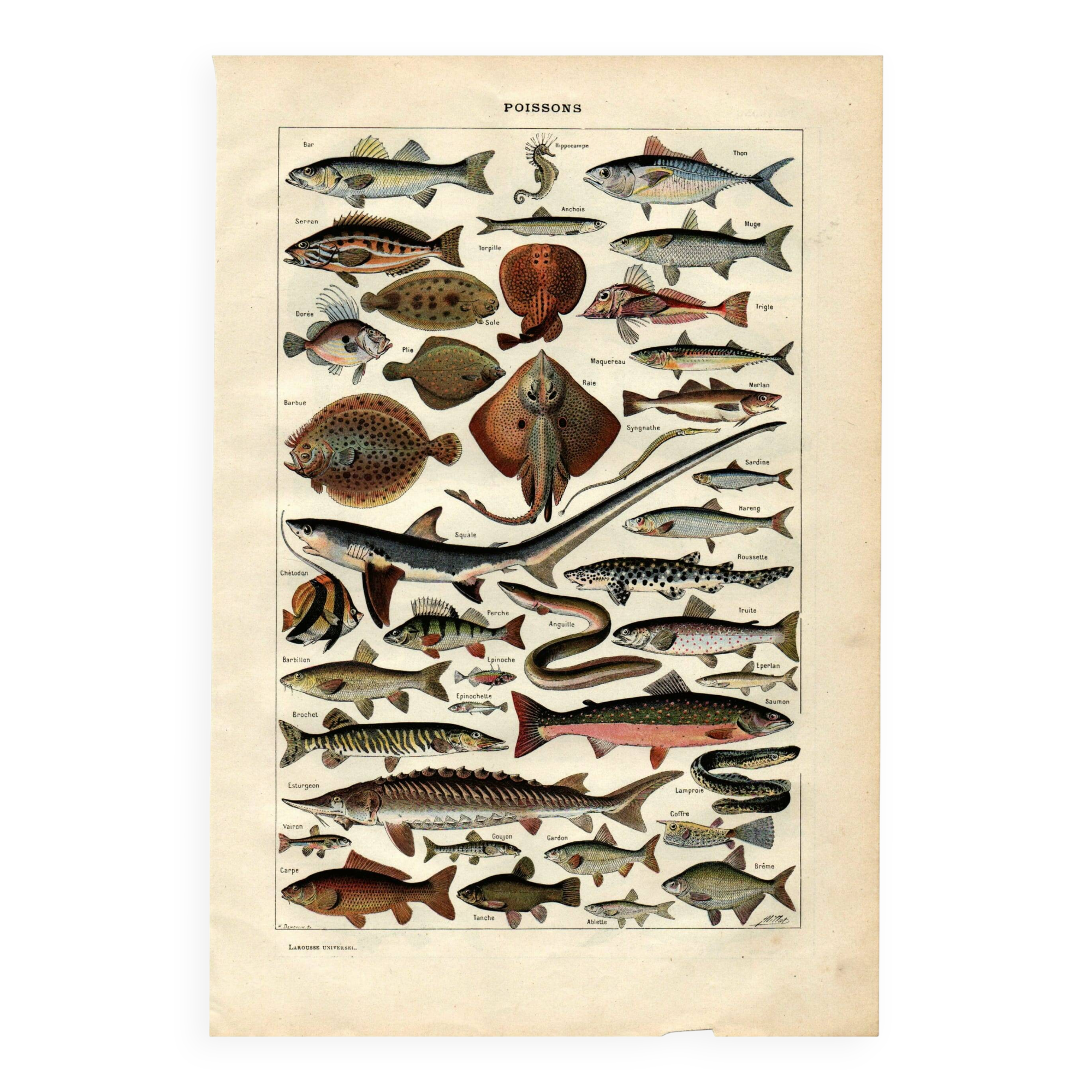 Old engraving 1923 - Fish by A. Millot - Vintage zoological plate