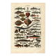 Old engraving 1923 - Fish by A. Millot - Vintage zoological plate