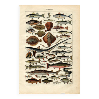 Gravure ancienne 1923 - Poissons par A. Millot - Planche zoologique vintage