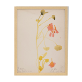 Watercolor illustration flowers