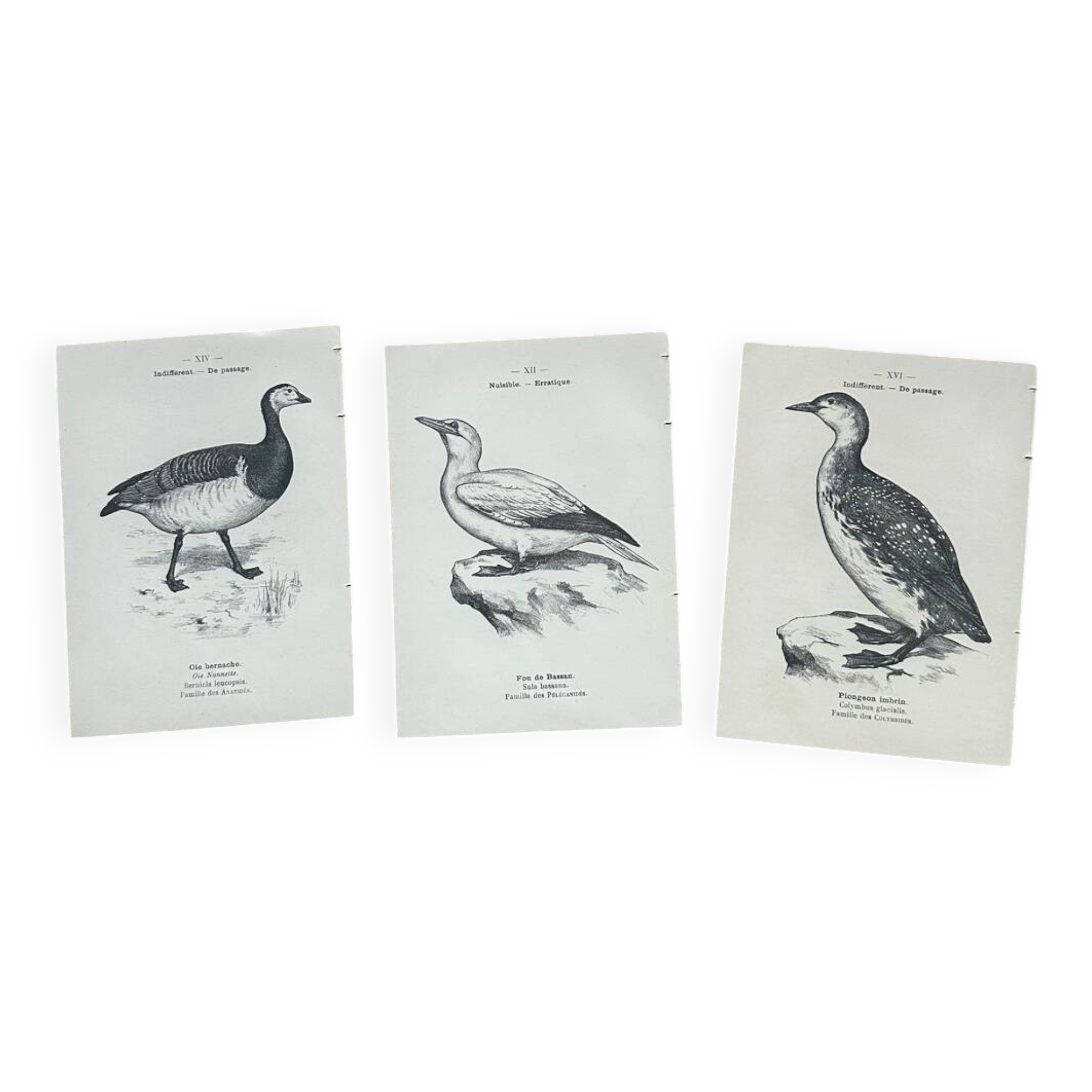 Lot of 3 old naturalist engravings botanical work vintage birds