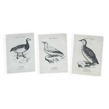 Lot of 3 old naturalist engravings botanical work vintage birds