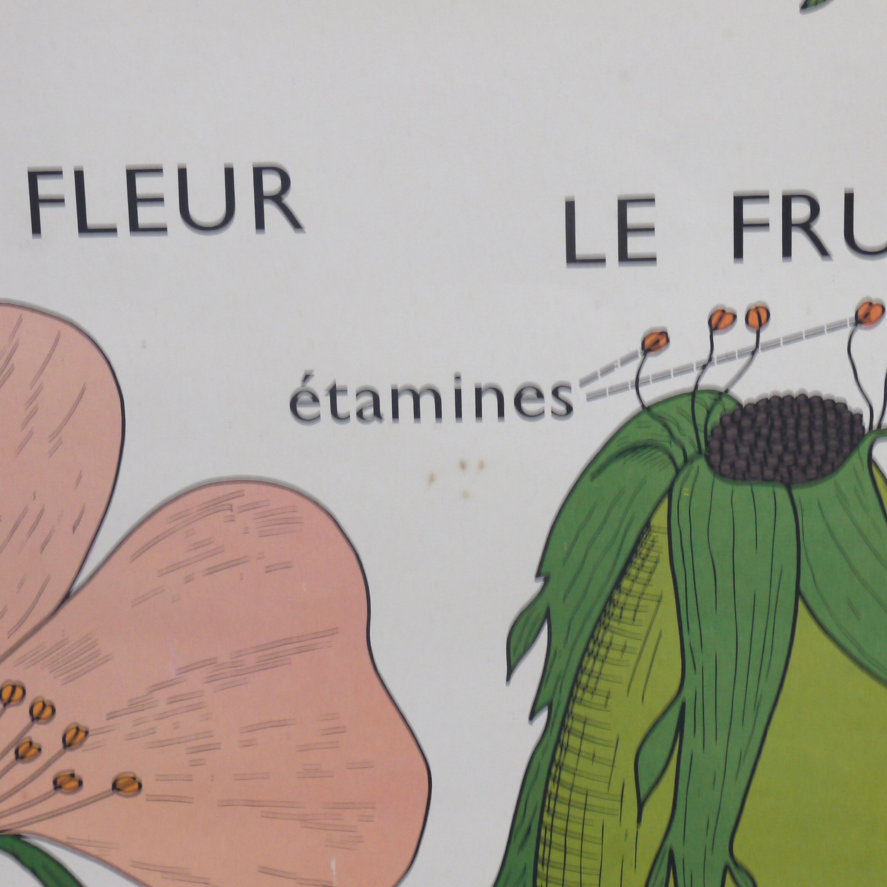 Displays educational Nightingale  l'eglantier and peas